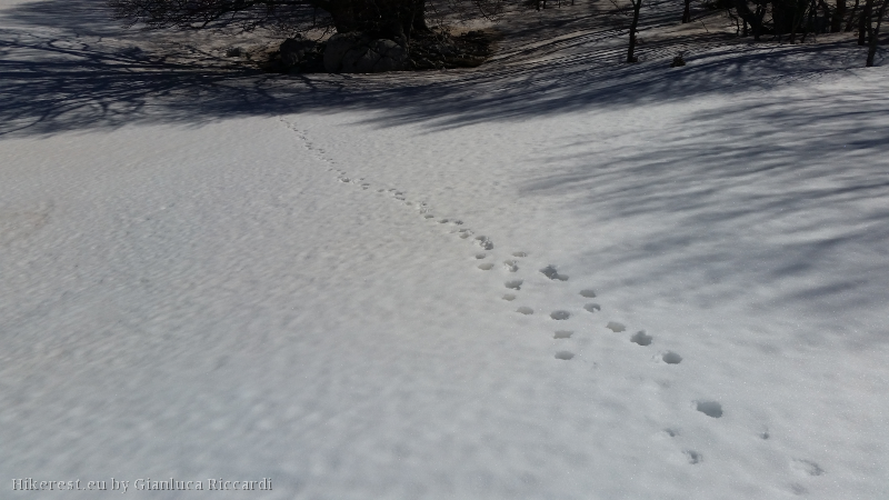 The line of footprints over the preceeding ones.