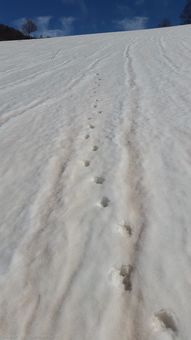 The anonimous track of footprints.