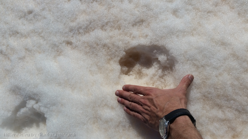 A single wolf footprint with my hand as a comparison.