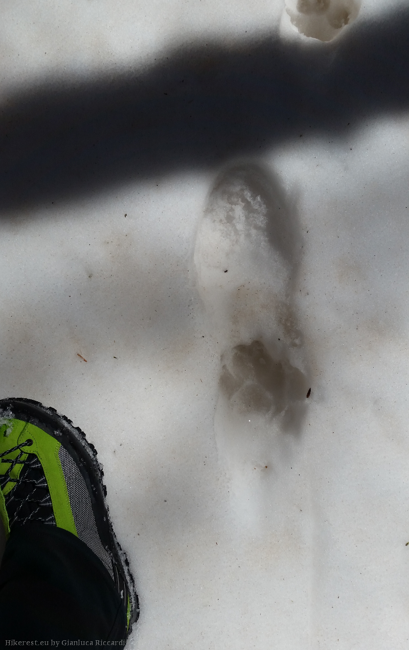 Wolf on human beside my boot for comparison.
