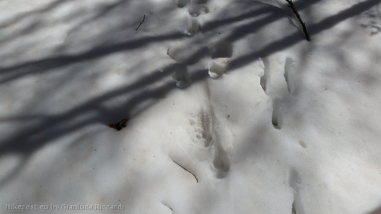 Parallel to the wolves' on right, easy to see the direction left on the snow when pushing the leg forward.