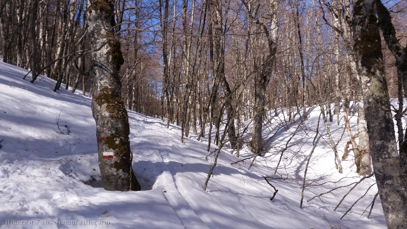 Snow level up to path markes.