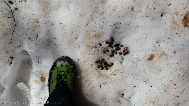 Fresh chamois excrements.